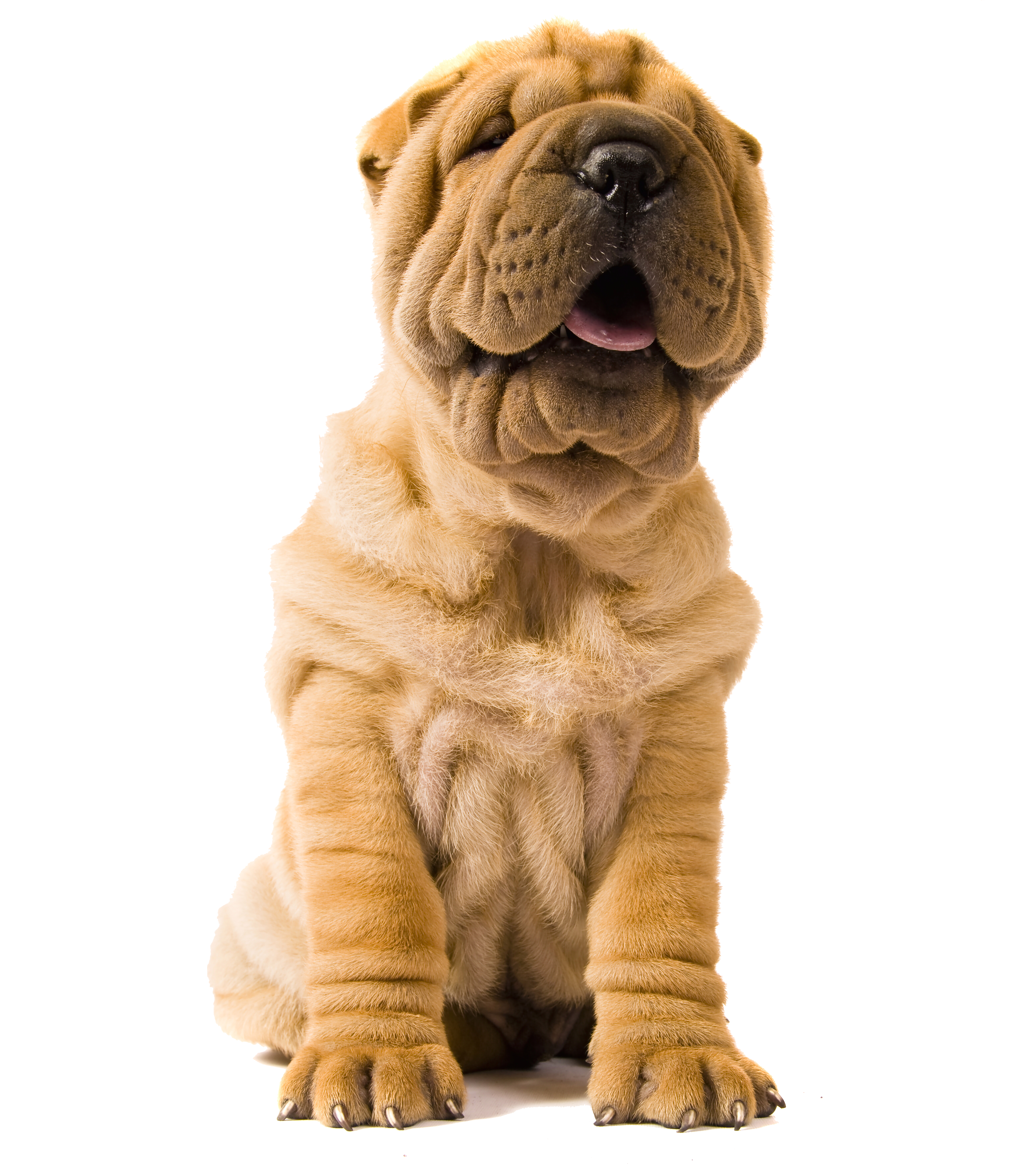 A dog with wrinkles